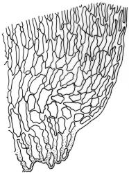 Weymouthia cochlearifolia. Alar cells. Drawn from T.W.N. Beckett s.n., May 1889, CHR 623822.
 Image: R.C. Wagstaff © New Zealand Institute for Bioeconomy Science Limited 2026 CC-BY 3.0 NZ